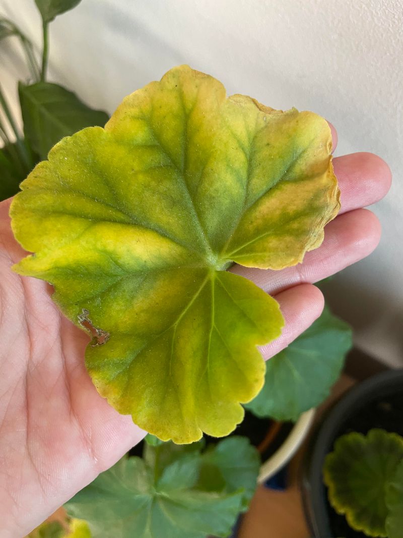 Yellow leaves narrow the search, but they do not name the cause