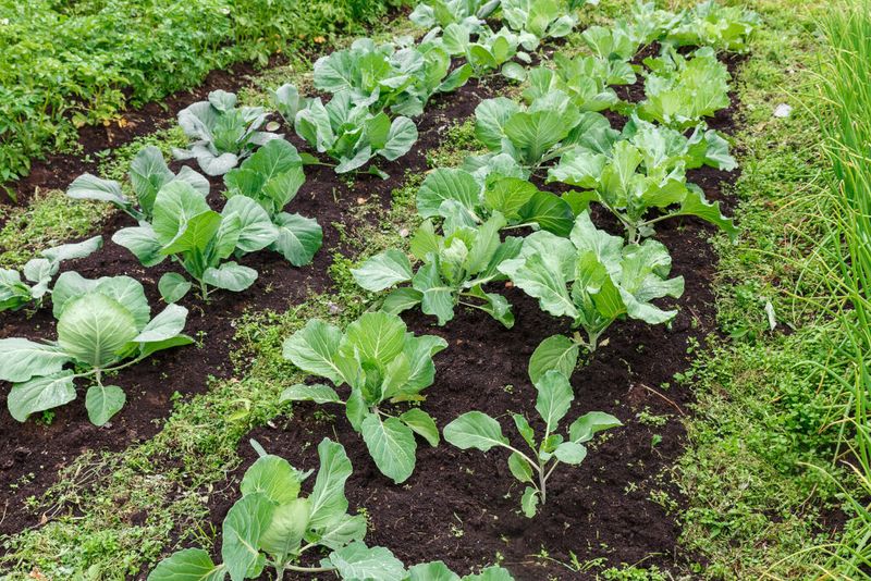 Choose spacing and timing for the next crop