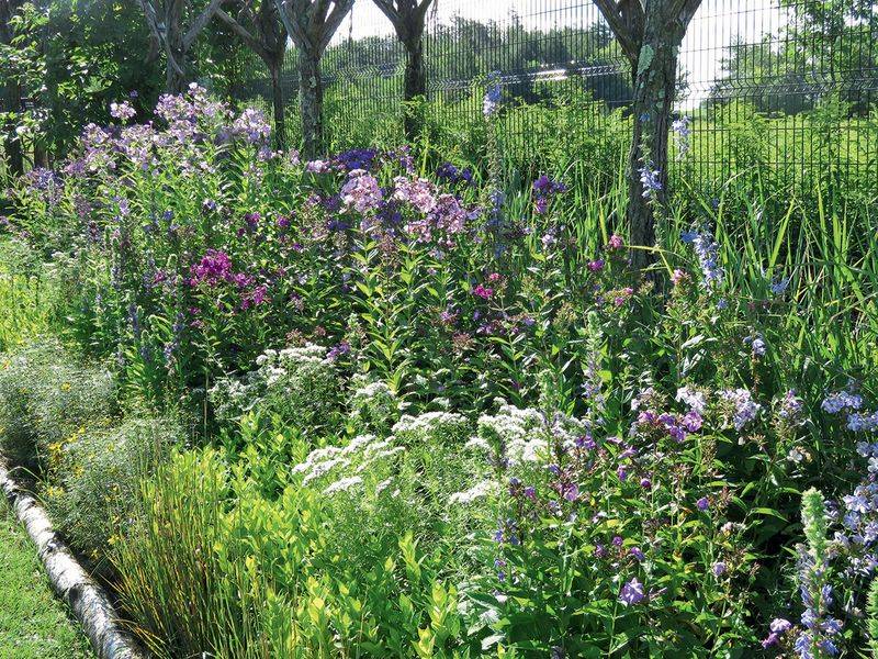 Pair sourwood with flowers that extend the season