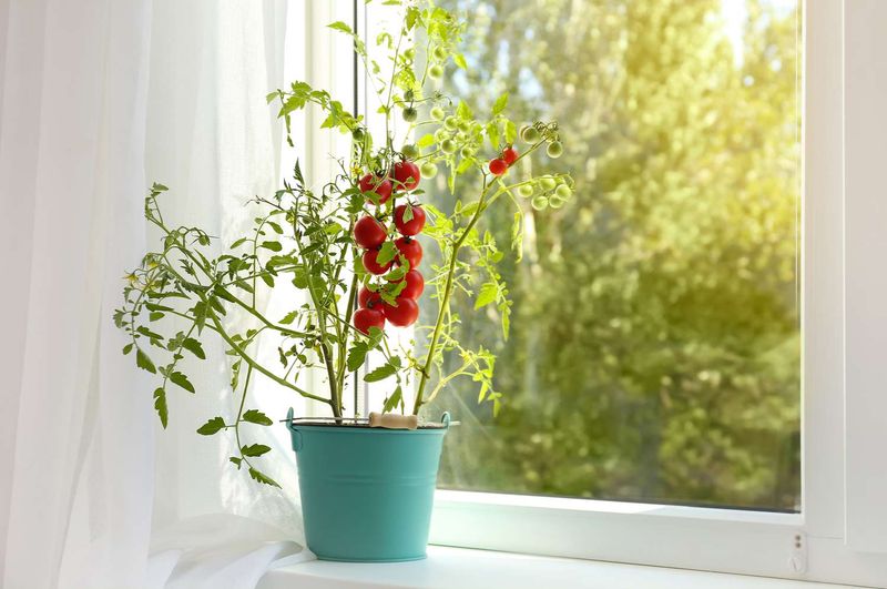 Indoor light and space shape a tomato’s chances through winter