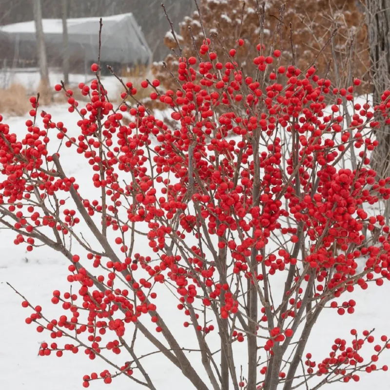 Berry Poppins Winterberry Holly