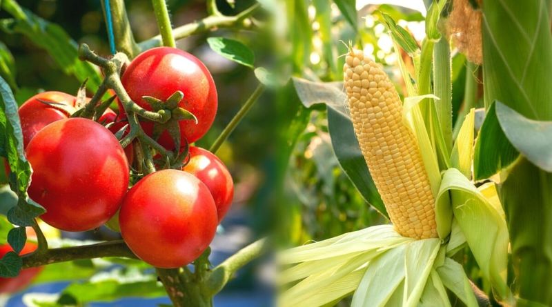 Corn