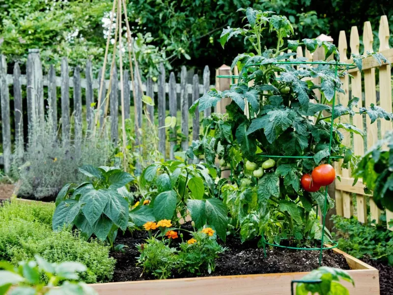 Tomatoes