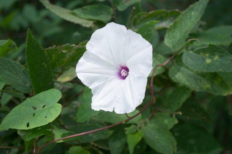 Carolina Jessamine Swap: Native Moonflower Alternative, Bigroot Morning Glory