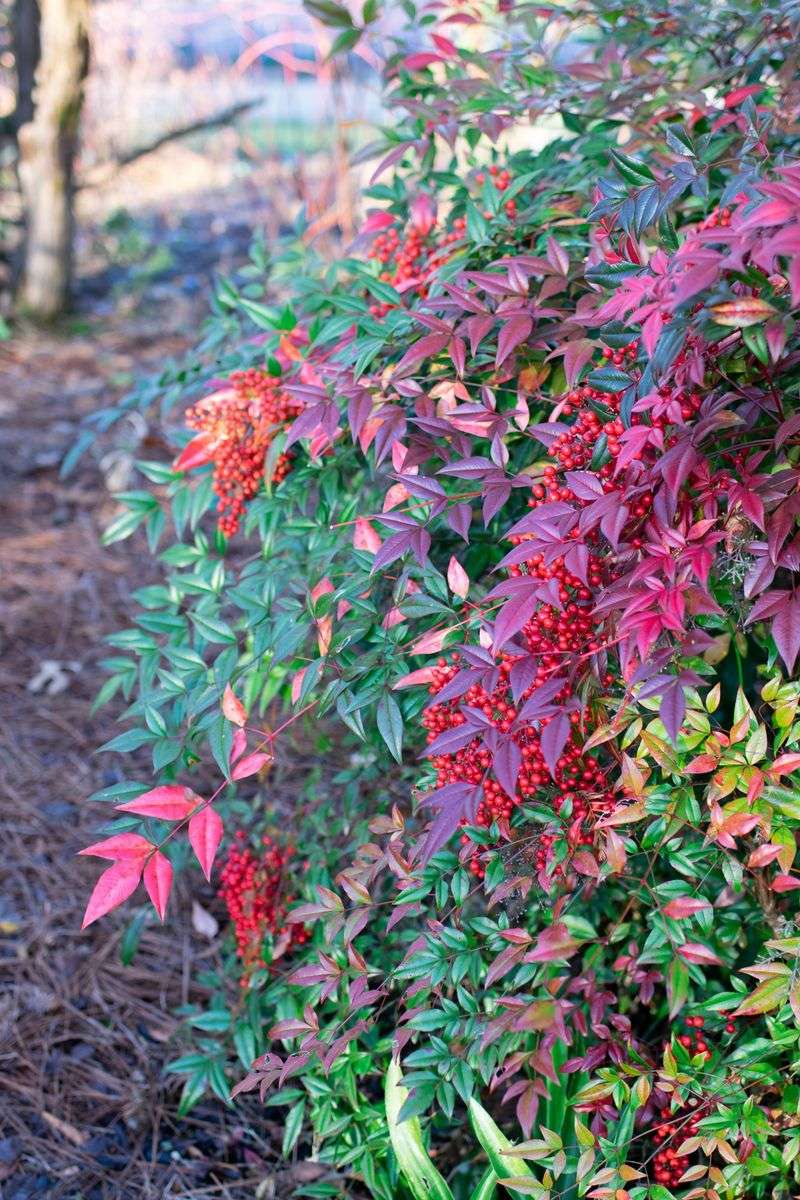 Nandina (Heavenly Bamboo)