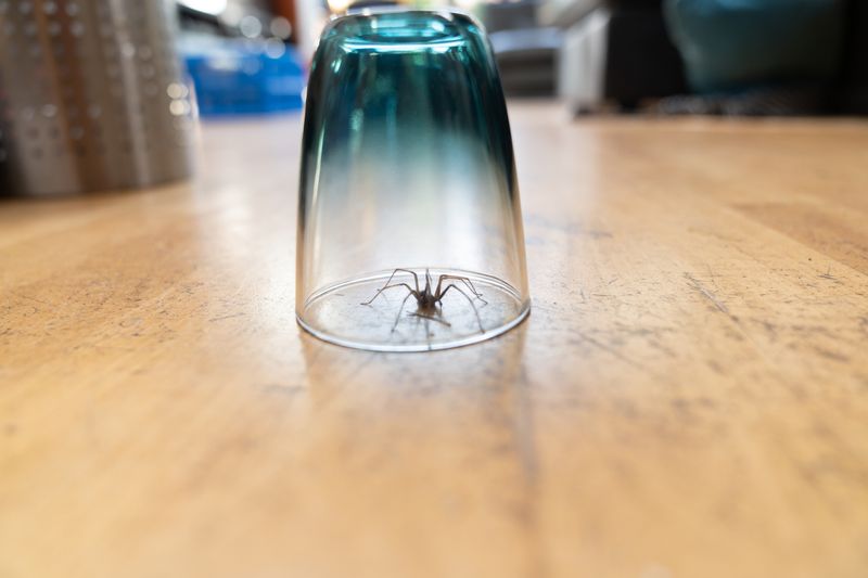 You can move the spider outside without handling it