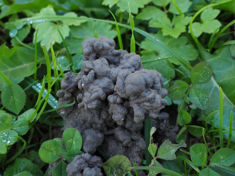 Casts support nutrient cycling but are not complete fertilizer