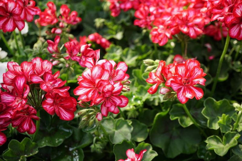 Identify the Geranium Before Applying the Same Routine