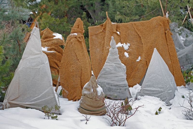 Cover the gardenia without trapping heat or crushing branches