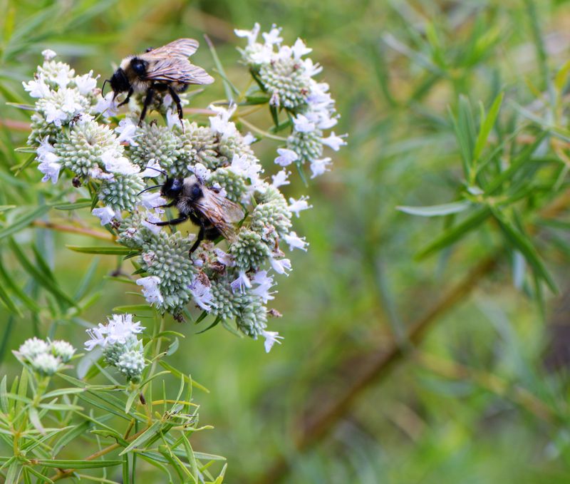 Narrow-leaf mountain mint adds upper-bank cover and summer bee forage