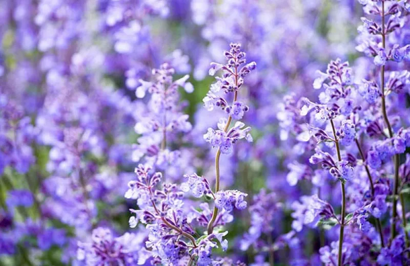 Catmint (Nepeta 'Walker's Low')