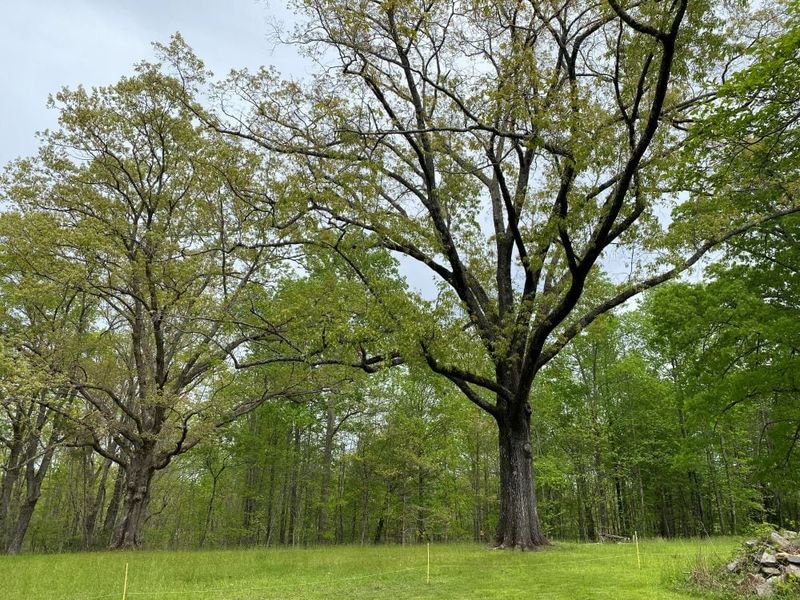 Plant for habitat, not a guaranteed nest