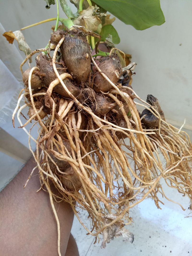 Harvesting food and saving a plant are different jobs