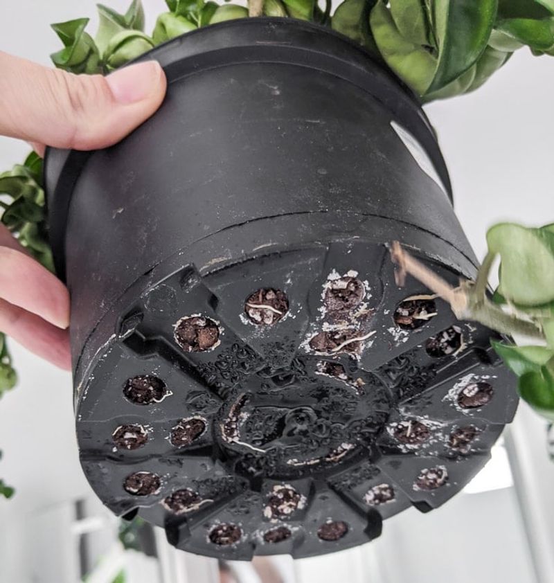 Using Pots Without Drainage