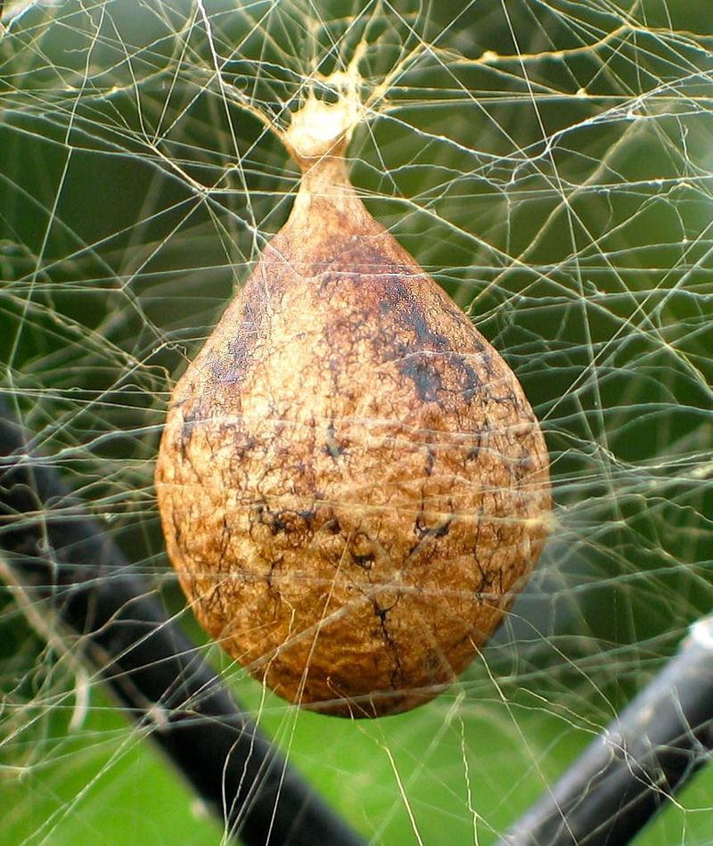 Fall is part of its life cycle