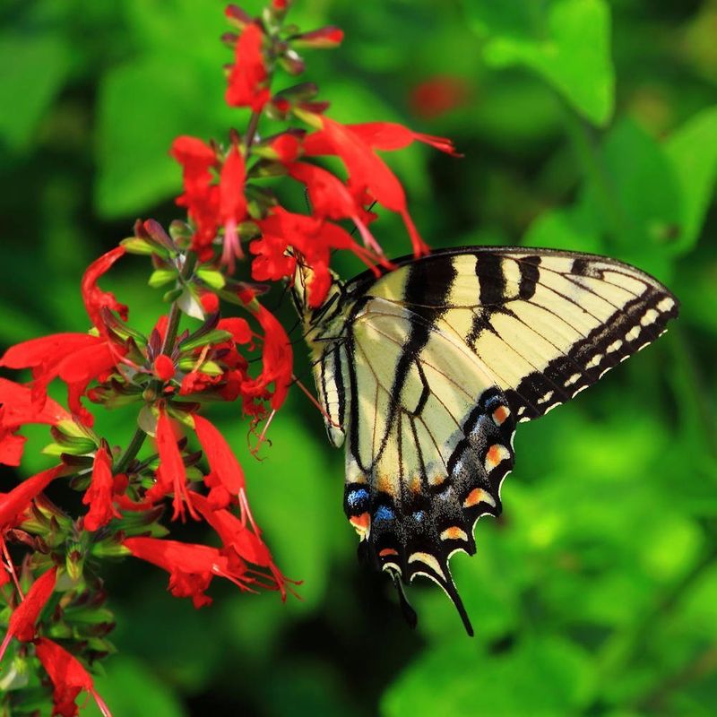 Scarlet Sage (Salvia coccinea)