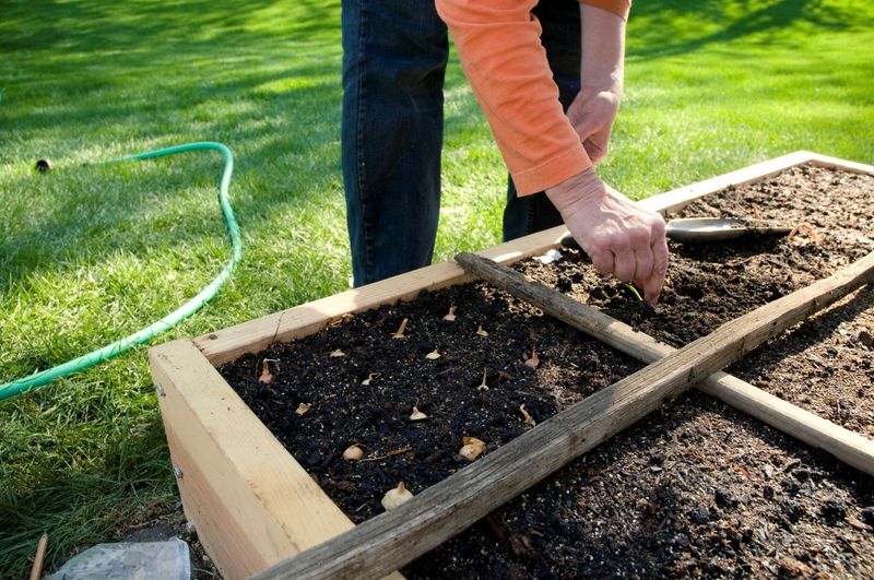 Garlic Timing Depends on Where You Garden
