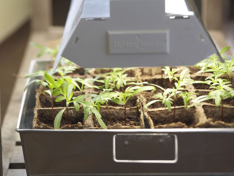 Add a Simple Grow Light for Short Days