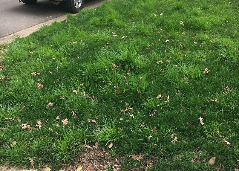 Prevent a persistent mat, not every fallen leaf