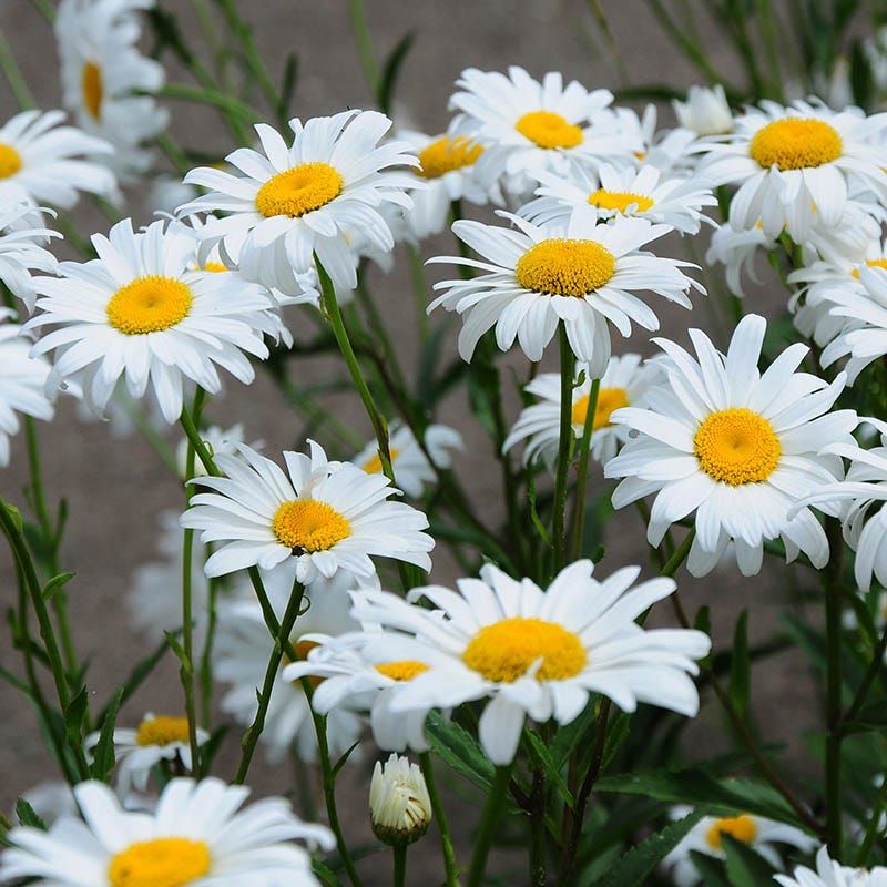 Shasta Daisy (Leucanthemum superbum)