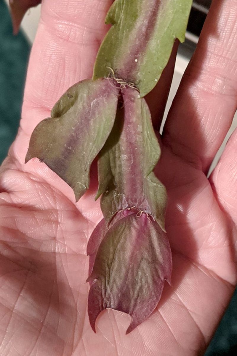 Wrinkled segments warn of water stress, not a specific cause