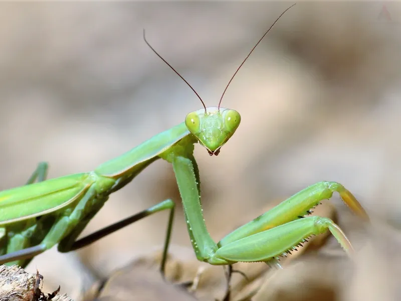 Leave the mantis, but keep the interpretation modest