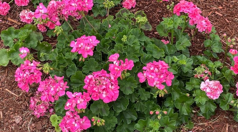 Apply a Light Mulch