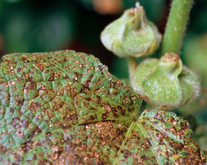 Infected debris can carry rust through winter