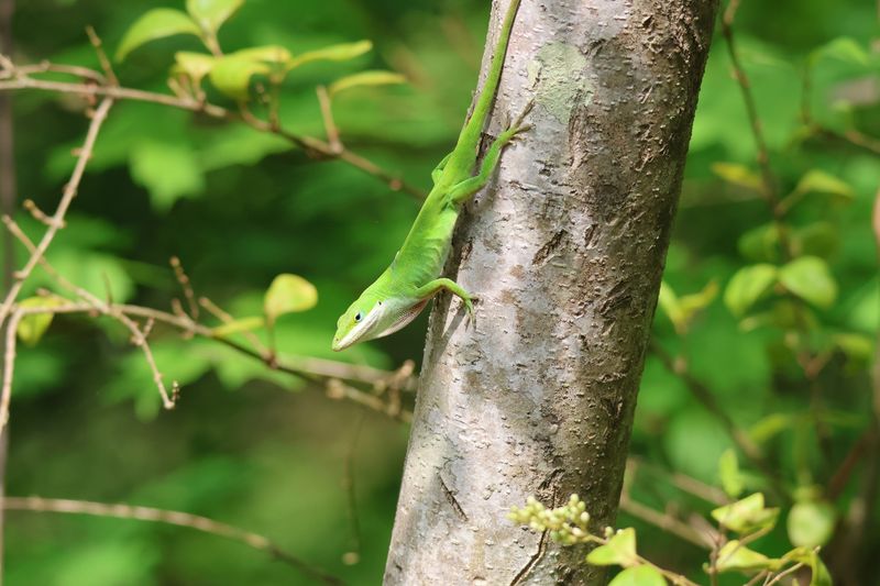 Where Did the Lizards Go?