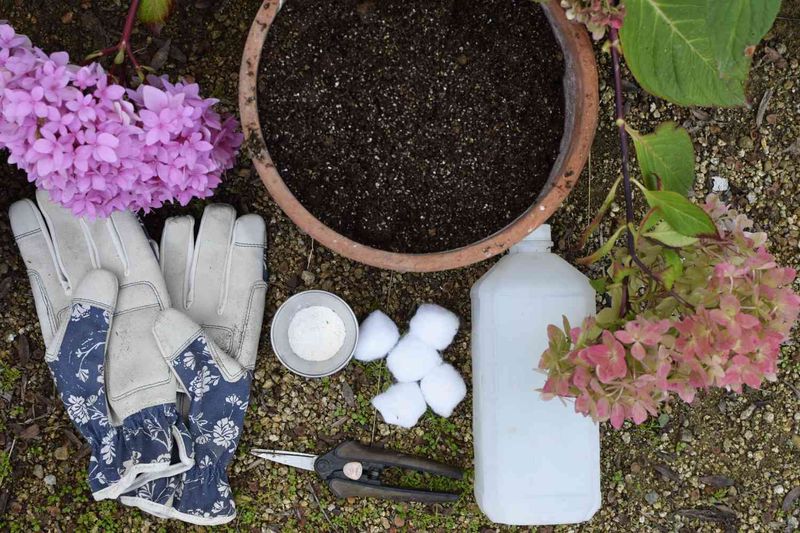 Is fall the right time for your hydrangea cutting?