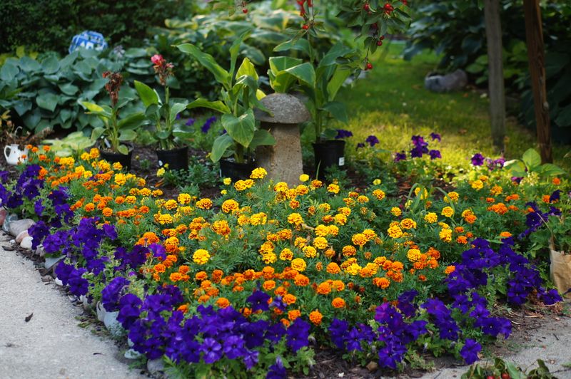 Marigolds