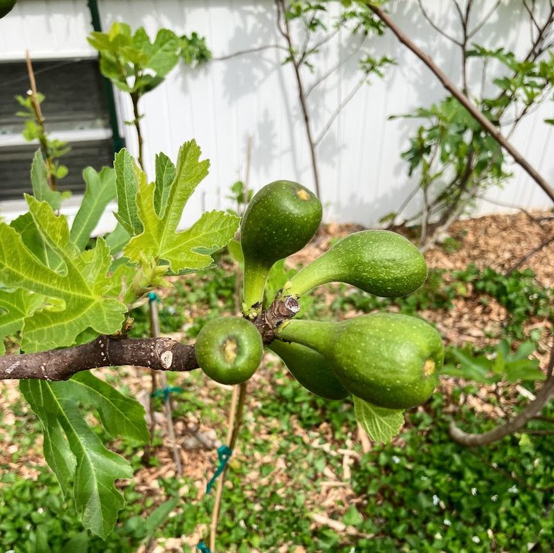 Pruning can cost you breba figs without wiping out every crop