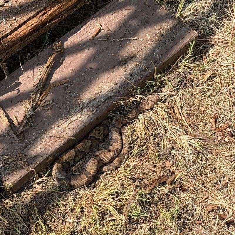 A sighting may offer a habitat clue—but not a complete explanation