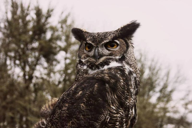 Poison and bait can put the owl at risk