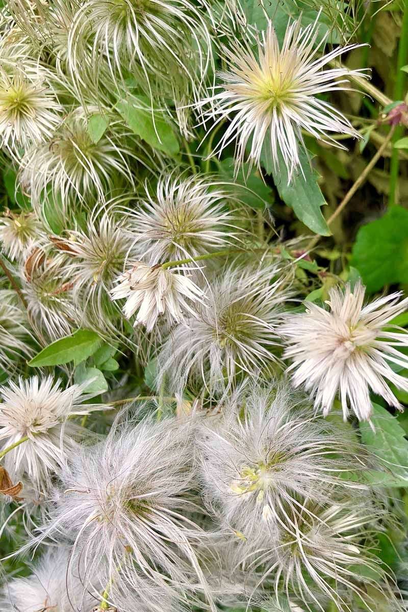Clematis (Group 3)