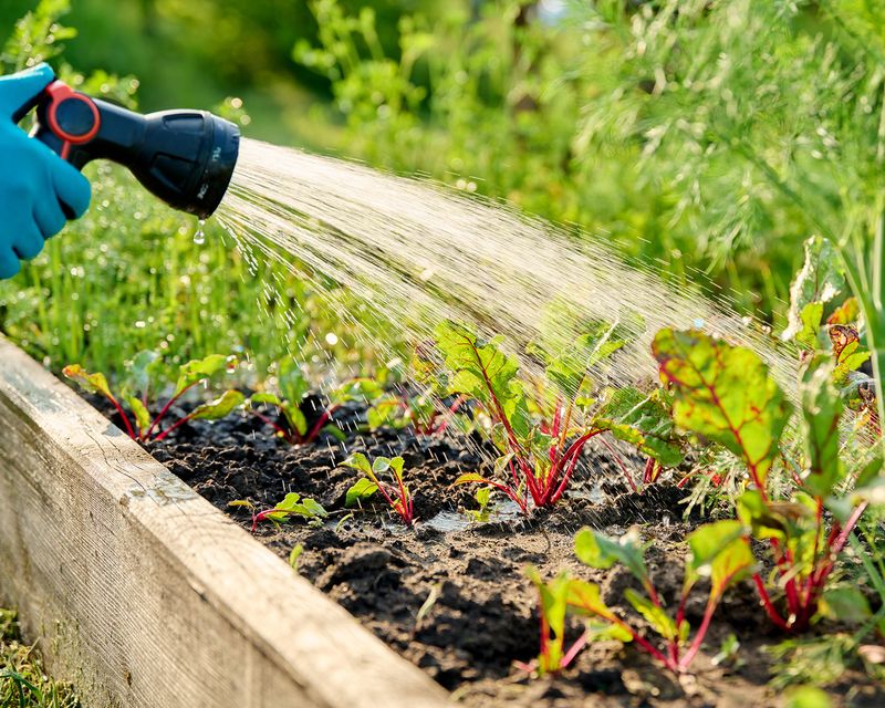 Keep moisture even and weeds under control