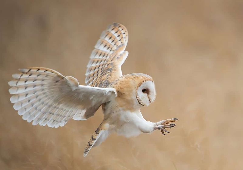 Not every owl uses the same stealth package