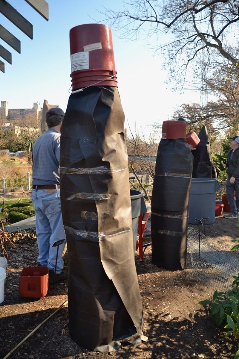 Protect vulnerable in-ground figs before winter