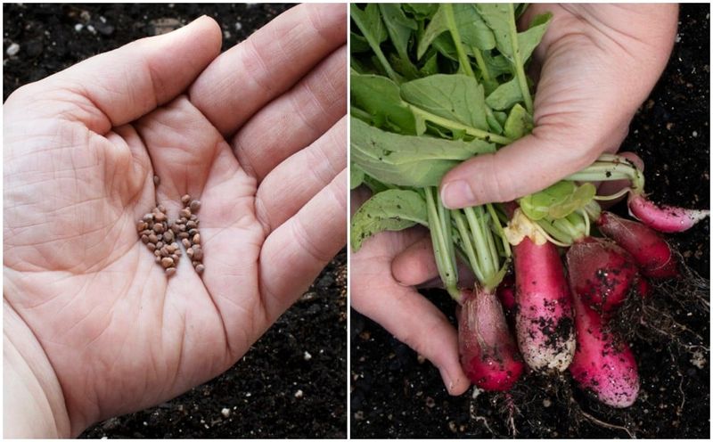 Radishes (Never Soak)