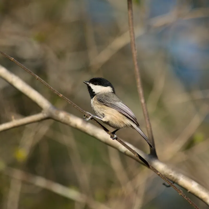 Which birds can search a rose canopy?