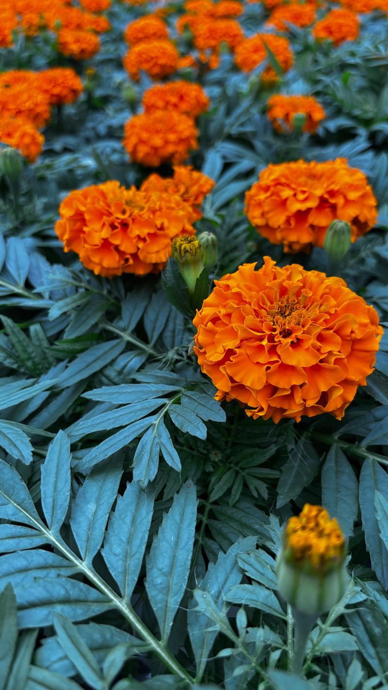 Marigolds