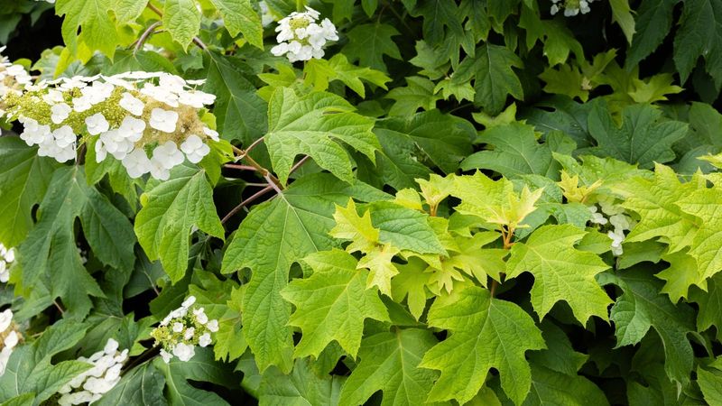 Can you identify your hydrangea before you prune?