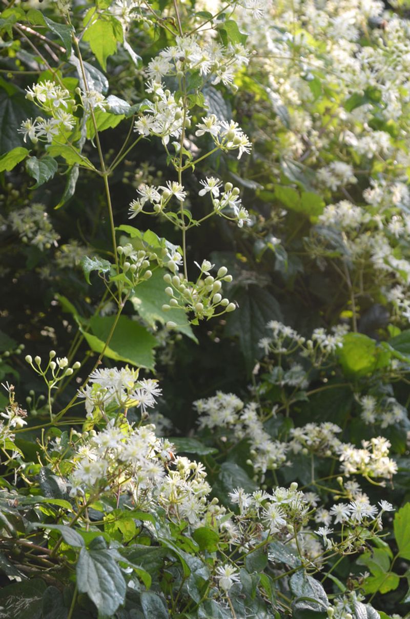 Virgin's Bower (Clematis virginiana)