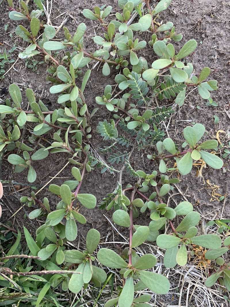 Check the harvest site before putting purslane in a blender