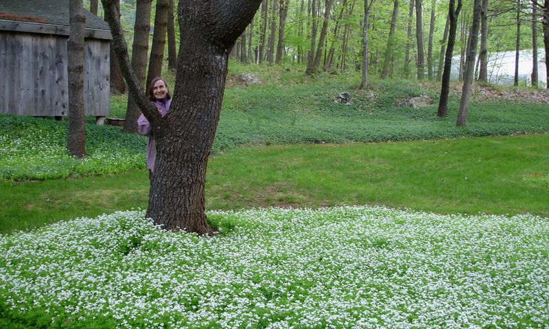 Sweet Woodruff (Galium odoratum)