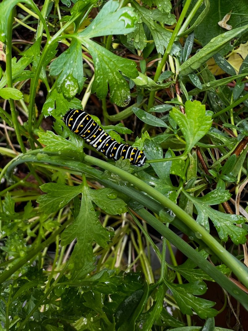 Parsley