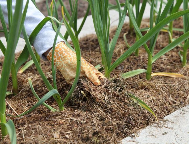Mulch the Bed and Leave Emerging Shoots Alone