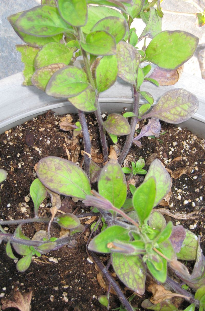 Wet roots can create the same wilted appearance
