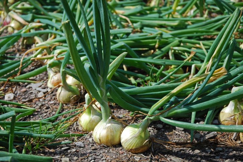 Rotate Away From Last Year's Onions
