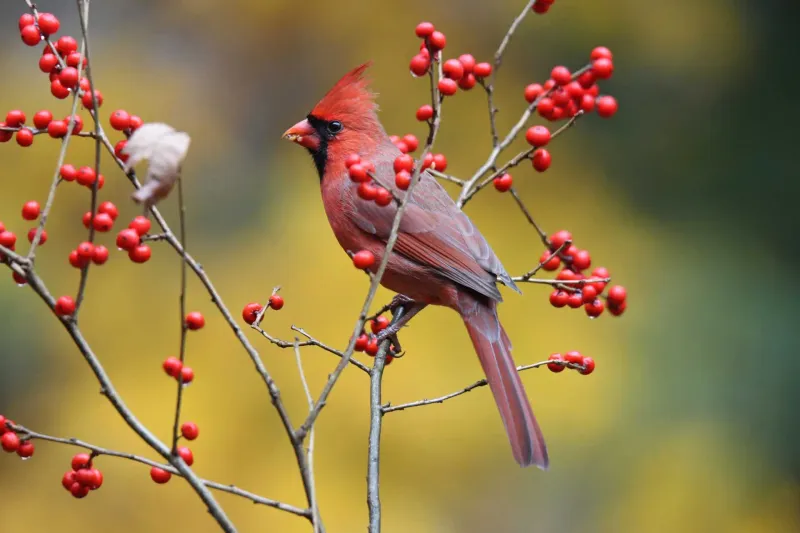 Winterberry Holly (Ilex verticillata)